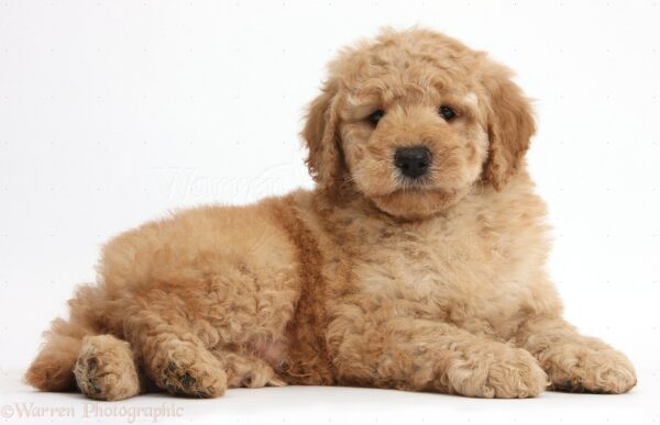 Goldendoodle Dog