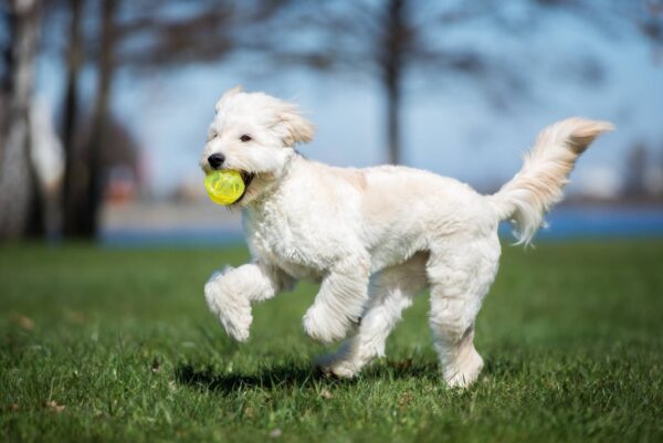 Labradoodle Dog