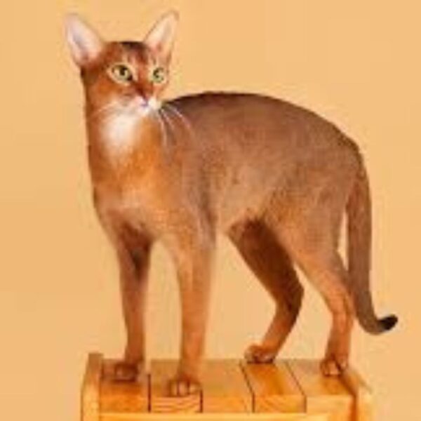 Abyssinian Cat