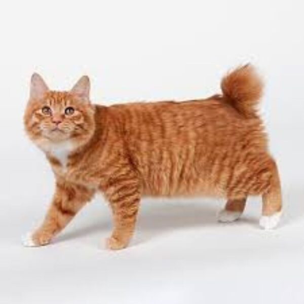 American Bobtail Cat