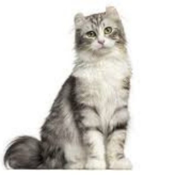American Curl
