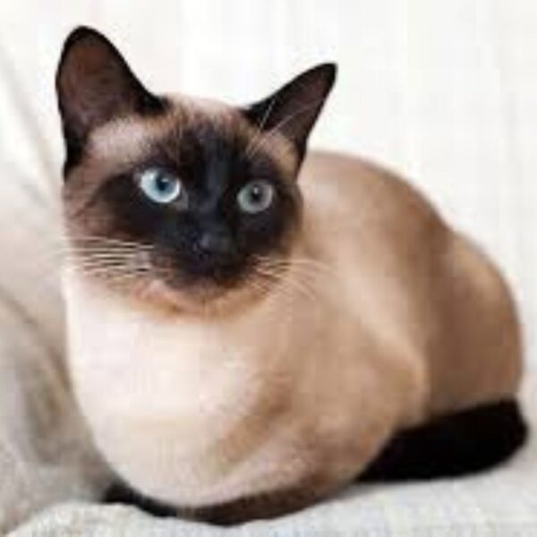 Himalayan Cat Indian Breed