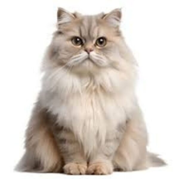 Persian Cats