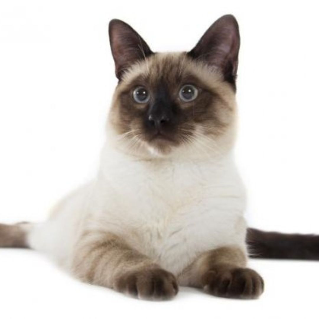 Siamese Cat IND Breed