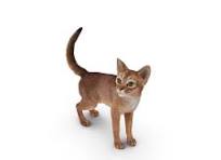 Abyssinian Cat - Image 3