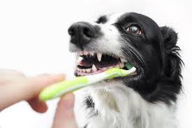 Pet Grooming