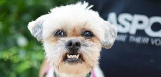 Pet Behavior