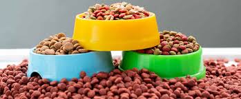 Pet products,pet essentials for 2024
