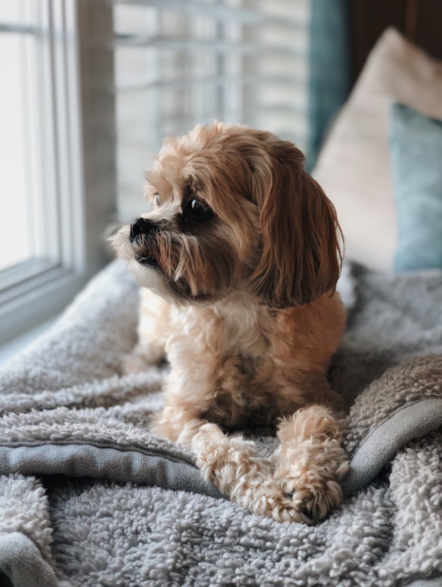 thomas-welch-jCuPCxwJT84-unsplash