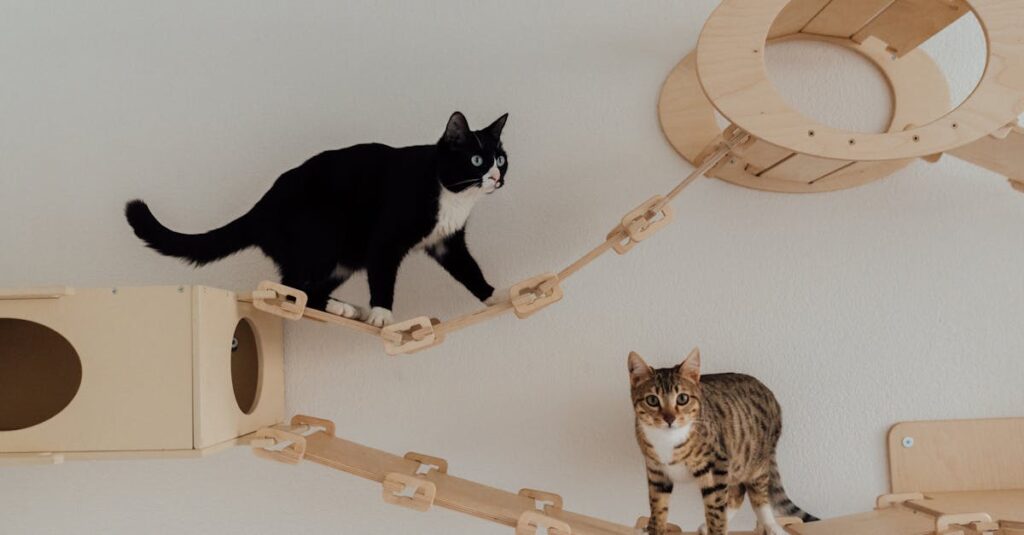 Cats Playing on their Wooden Play House Mount on Wall